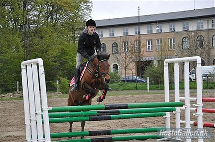 DSP Lundgaards Campari - Rytter: Cecilie billede 4