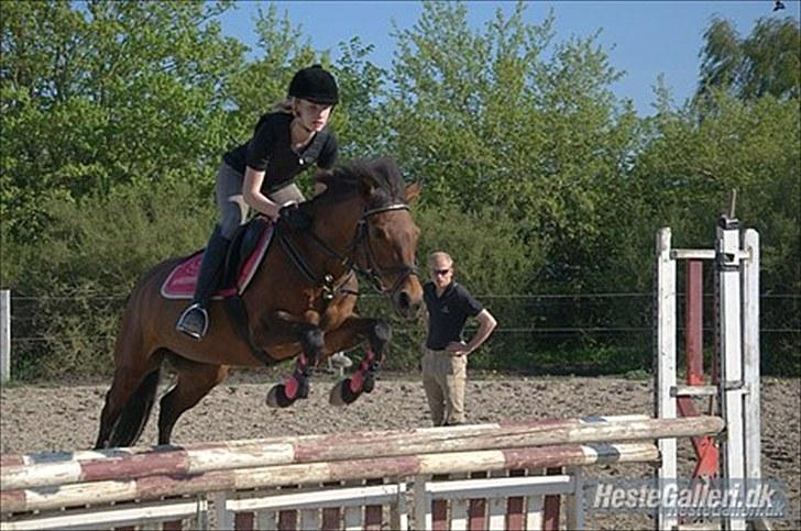 DSP Lundgaards Campari - Rytter: Cecilie billede 5