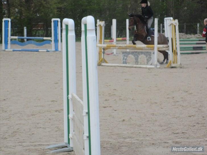 DSP Lundgaards Campari - Rytter Cecilie billede 6