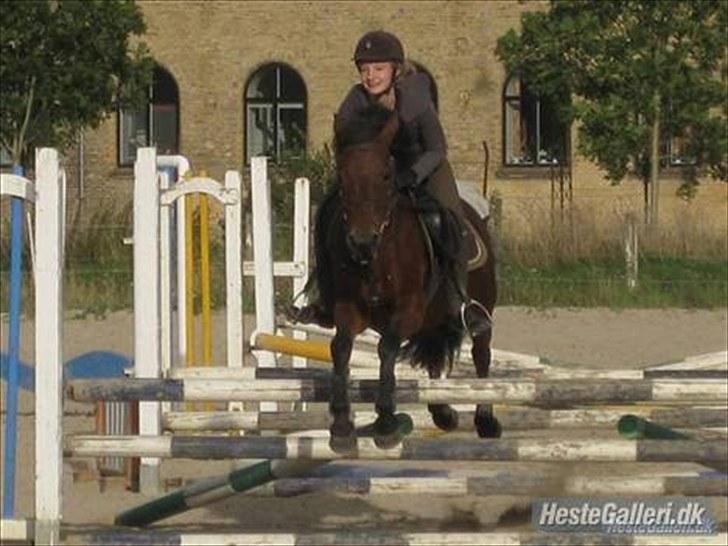 DSP Lundgaards Campari - Rytter Cecilie billede 7