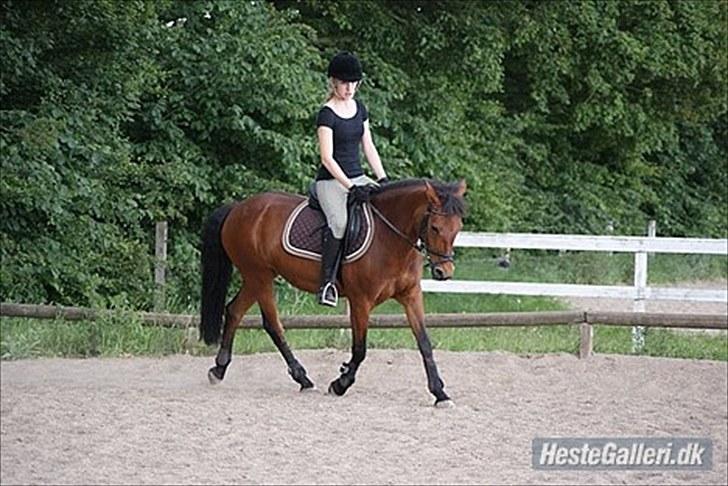 DSP Lundgaards Campari - Rytter Cecilie billede 11