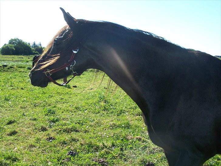 Anden særlig race Lundgaards Tiger Lili - SOLGT billede 3