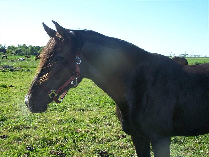 Anden særlig race Lundgaards Tiger Lili - SOLGT billede 4