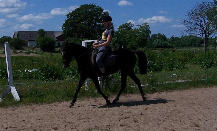Anden særlig race Lundgaards Tiger Lili - SOLGT - Rytter Dorte Jensen billede 5