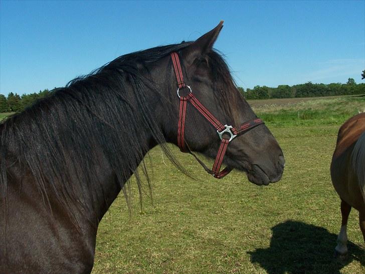 Anden særlig race Lundgaards Tiger Lili - SOLGT billede 6