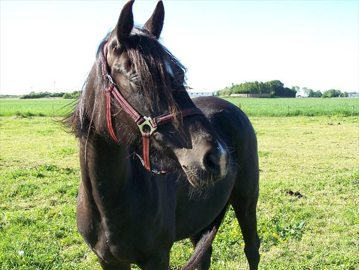 Anden særlig race Lundgaards Tiger Lili - SOLGT billede 7