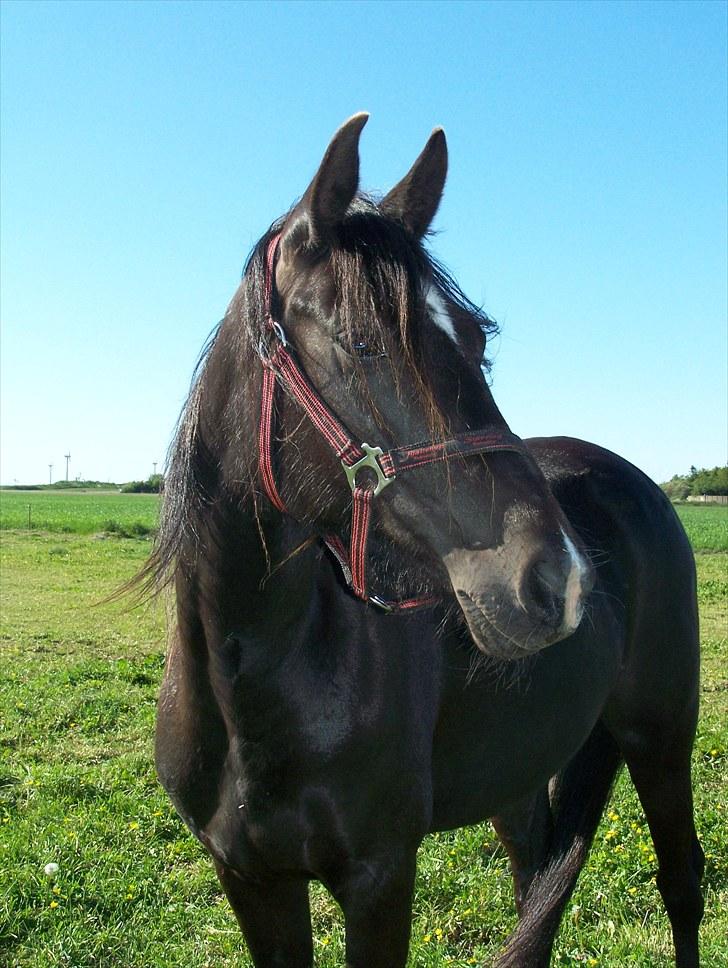 Anden særlig race Lundgaards Tiger Lili - SOLGT billede 8