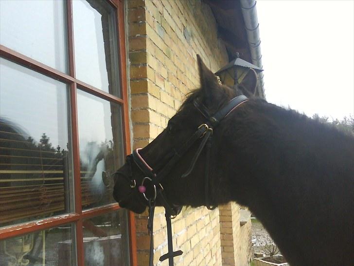 Anden særlig race Lundgaards Tiger Lili - SOLGT billede 9