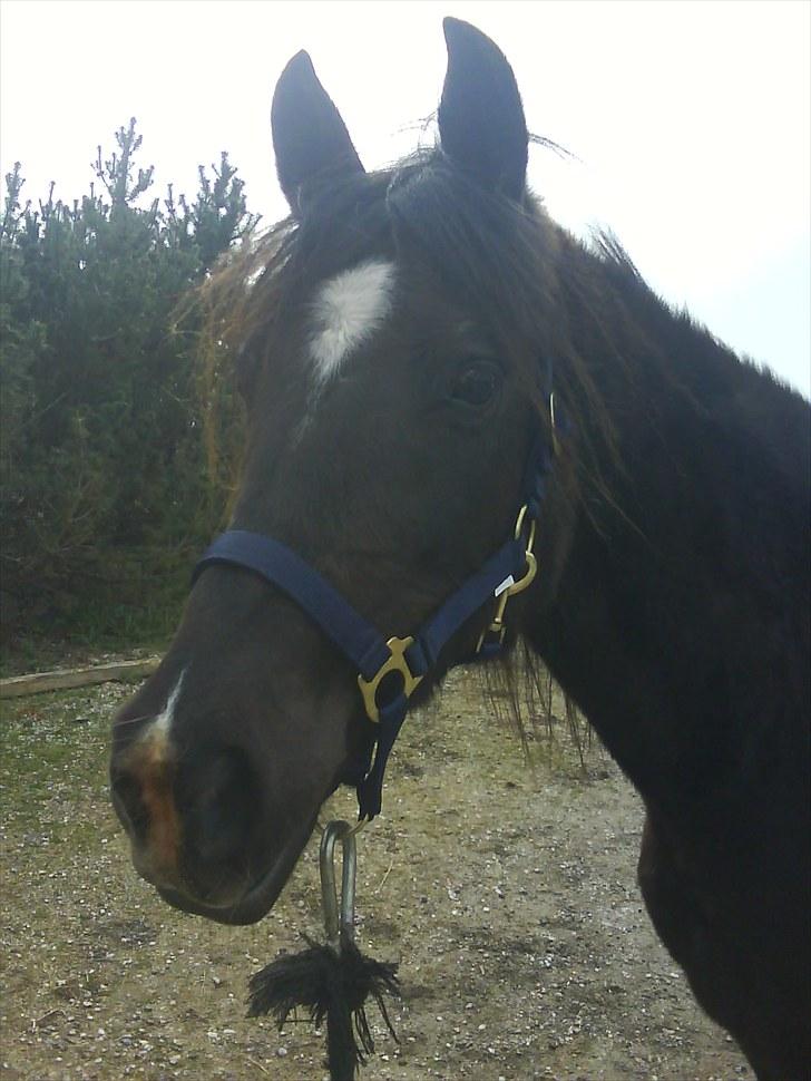 Anden særlig race Lundgaards Tiger Lili - SOLGT billede 10