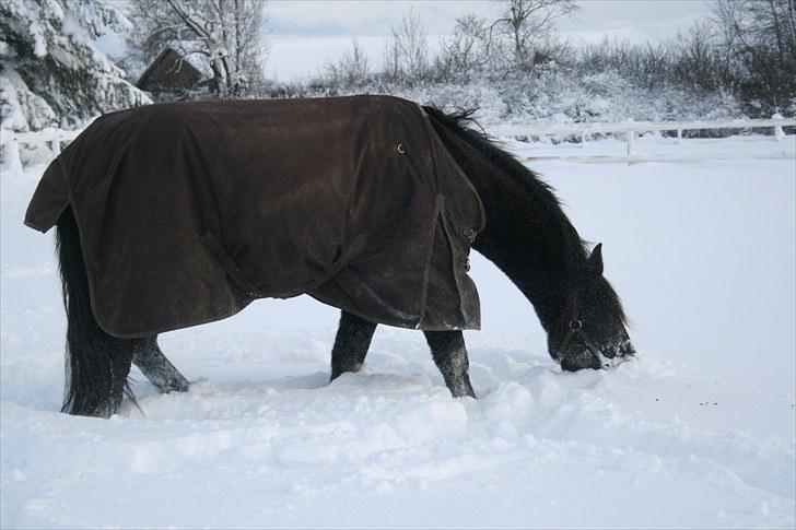 Anden særlig race shaion billede 11