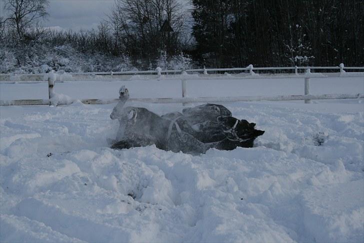 Anden særlig race shaion billede 12