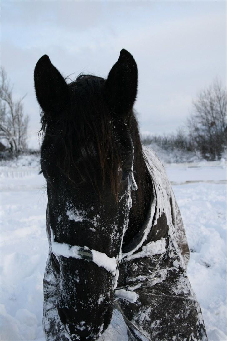 Anden særlig race shaion billede 13