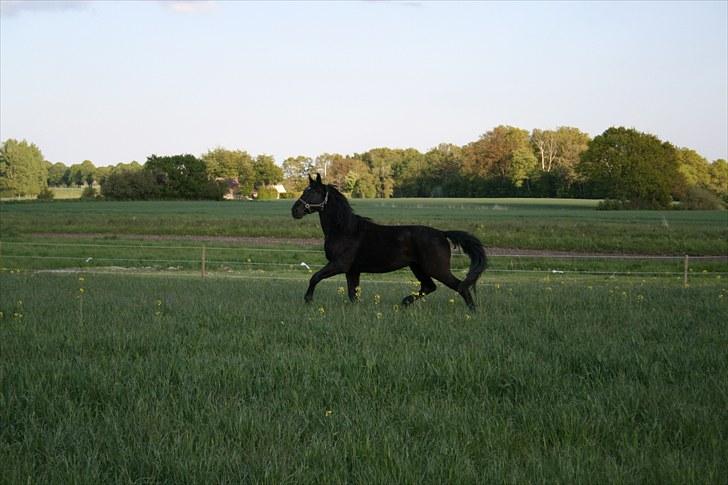 Anden særlig race shaion billede 14