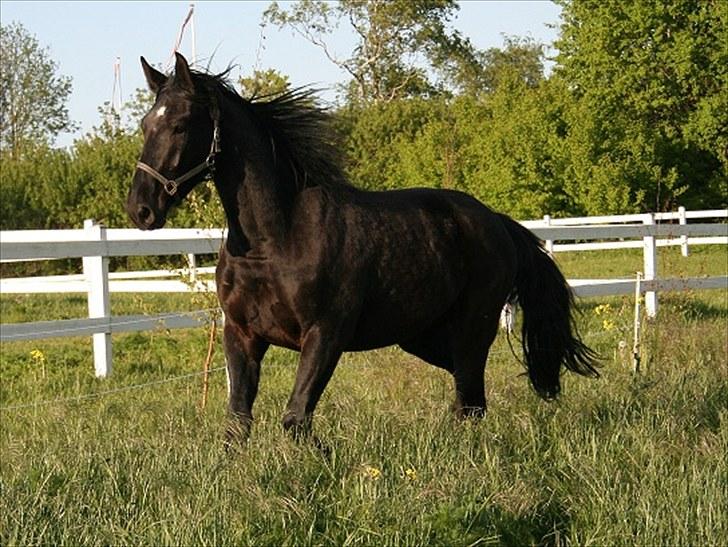 Anden særlig race shaion billede 15