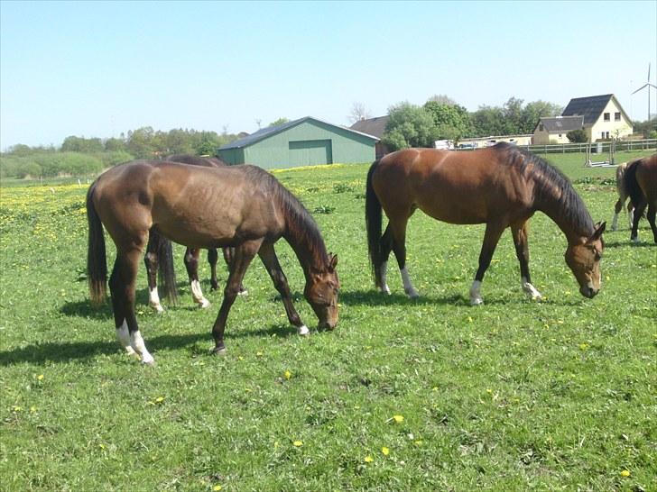 Dansk Varmblod Lucky Star AS  *Solgt* - Lucky i maj 2010 billede 10