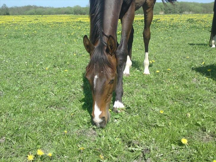 Dansk Varmblod Lucky Star AS  *Solgt* - Smukke Lucky billede 11