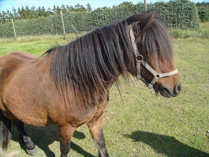 Anden særlig race Jolly - nyt billede 6