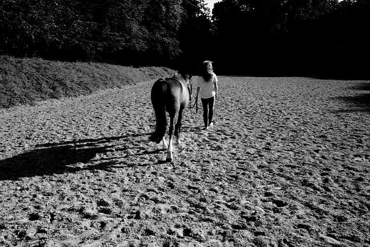 New Forest Marron (PART) - Kreativitet. billede 11