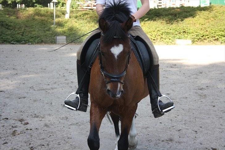 New Forest Marron (PART) - Her kan man rigtig se hans næsten hjerte! <3 billede 12