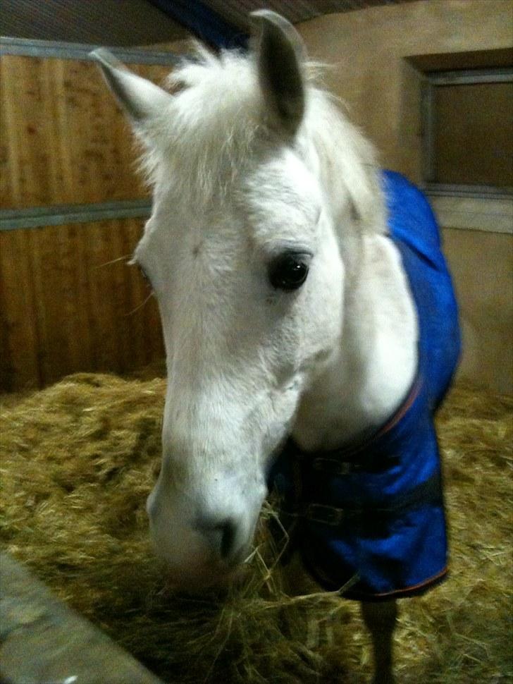 Anden særlig race Emma - Emma med vinterpels!!<´3 billede 6