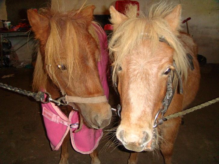 Miniature Thunder  - thunder og hans lille kærste billede 3