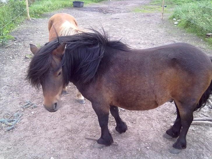 Shetlænder Lukas l Solgt l billede 11