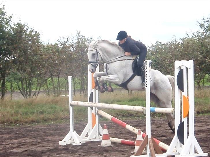 Fuldblod (XX) Silver Instinct (Olli)  - Gode forben ;) FOTO: Anna S. Bigum billede 5