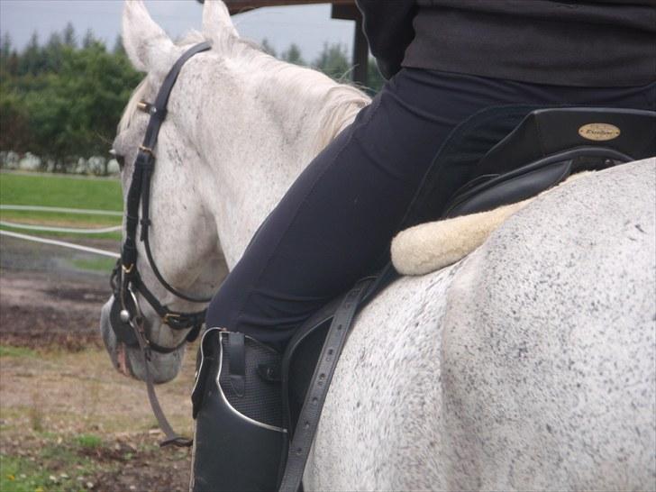 Fuldblod (XX) Silver Instinct (Olli)  - Tak fordi i så med. håber i vil følge med i hvad der sker på profilen og smide en kommentar samt en vurdering ;o)  FOTO: Anna S. Bigum billede 7