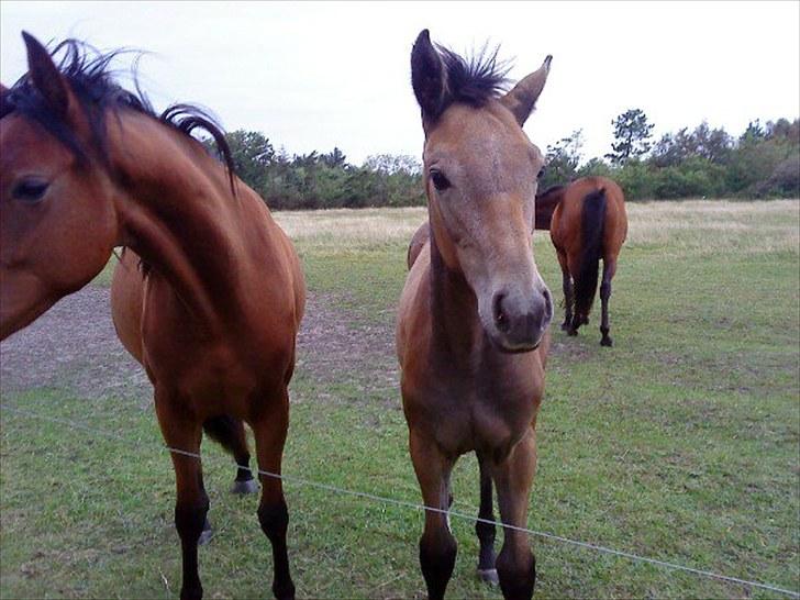 Dansk Varmblod Chidana billede 1