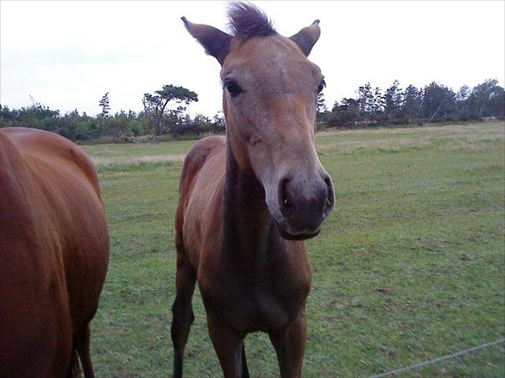 Dansk Varmblod Chidana billede 2