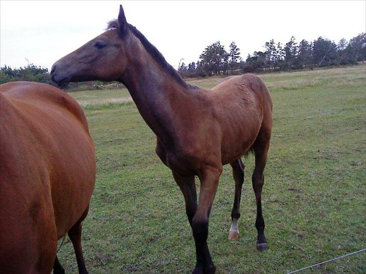 Dansk Varmblod Chidana billede 3