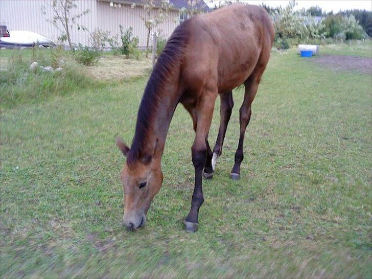 Dansk Varmblod Chidana billede 4