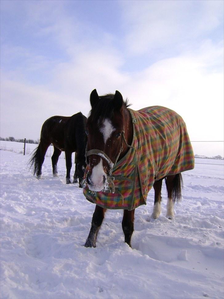 Anden særlig race amigo A-pony ¤solgt¤ billede 20