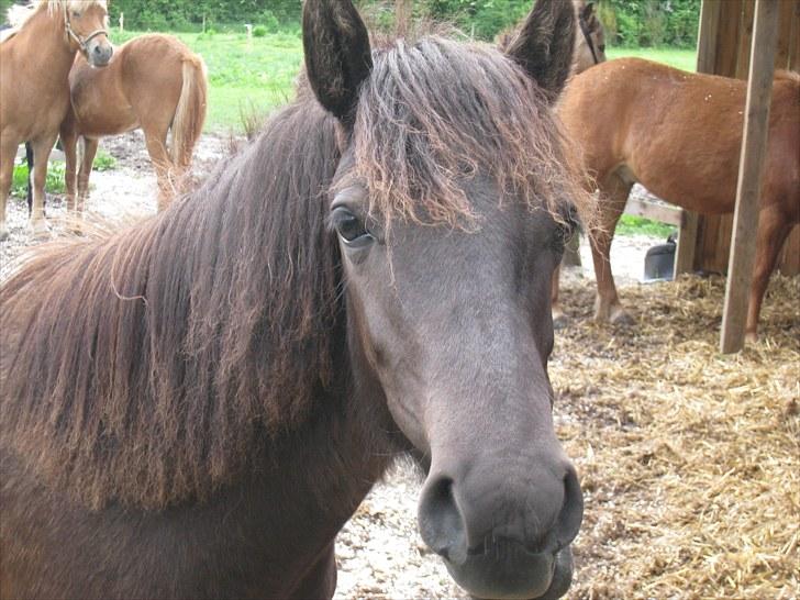 Islænder Perla fra Villaknot billede 14