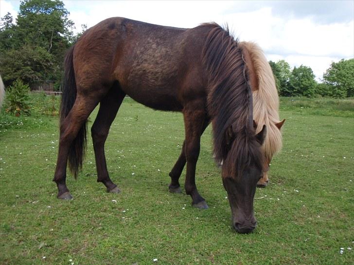 Islænder Perla fra Villaknot - Juli 10 billede 15