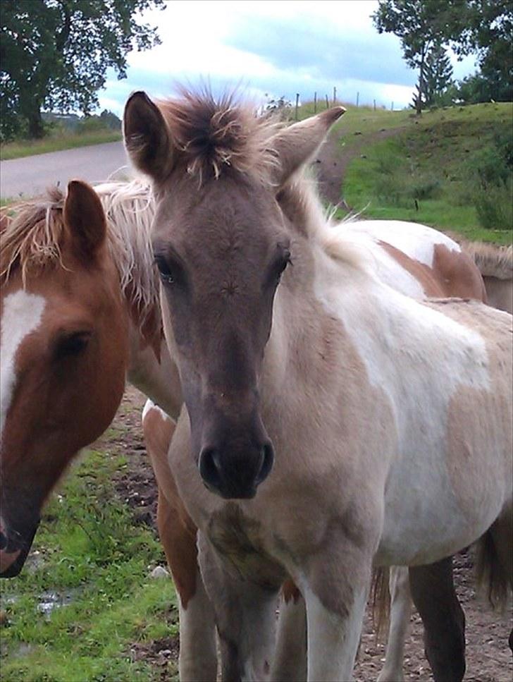 Anden særlig race |  Fillippa | solgt - :)<3 billede 5