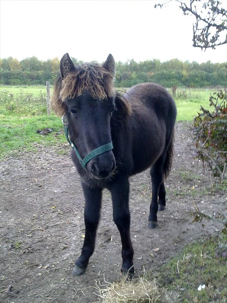 Islænder Perla fra Villaknot - 18/10-09 - med fine krøller billede 19