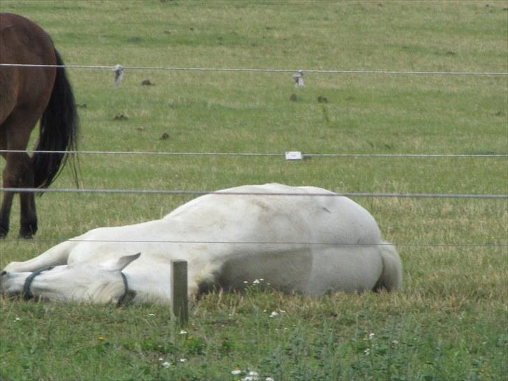 Connemara Guardian angel billede 4