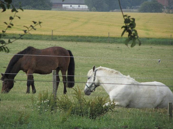 Connemara Guardian angel billede 5