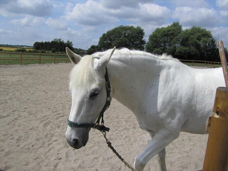 Connemara Guardian angel billede 6