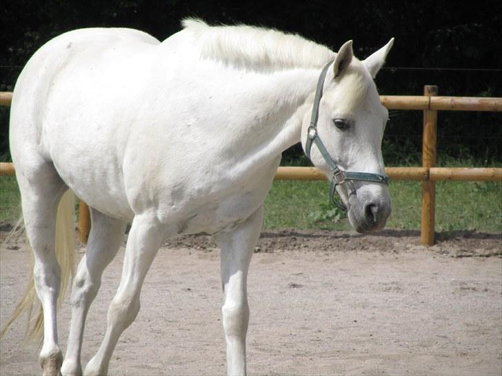 Connemara Guardian angel billede 7