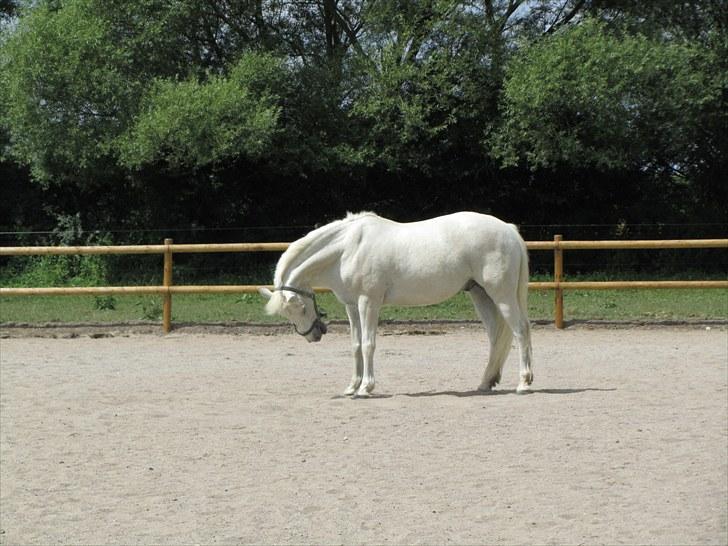 Connemara Guardian angel billede 8