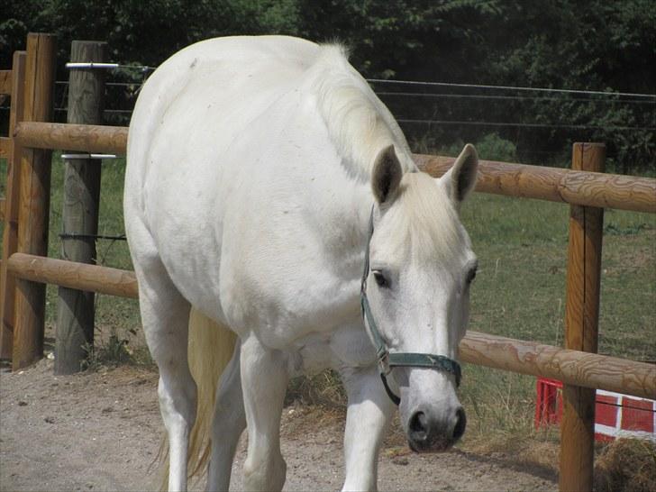 Connemara Guardian angel billede 9