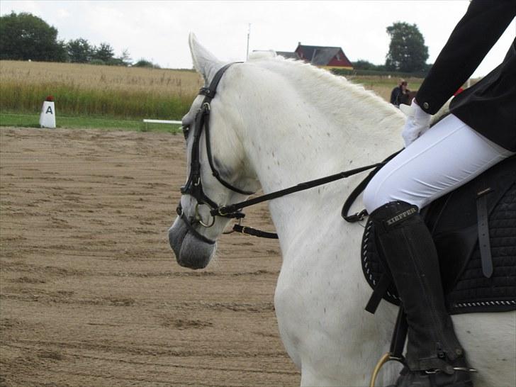 Connemara Guardian angel billede 10