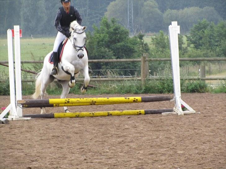 Connemara Guardian angel billede 13