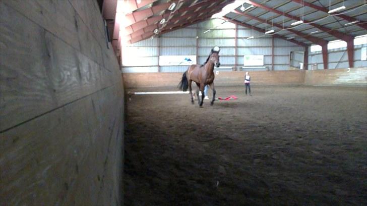 New Forest Lundgaards kahlua <3 - opvarmning i løssprin var oppe og springe 1 meter ca (taget af sandra) billede 14