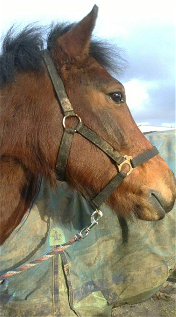 New Forest Lundgaards kahlua <3 - What are u looking for Kahlua??<3(: Foto; sandra billede 16