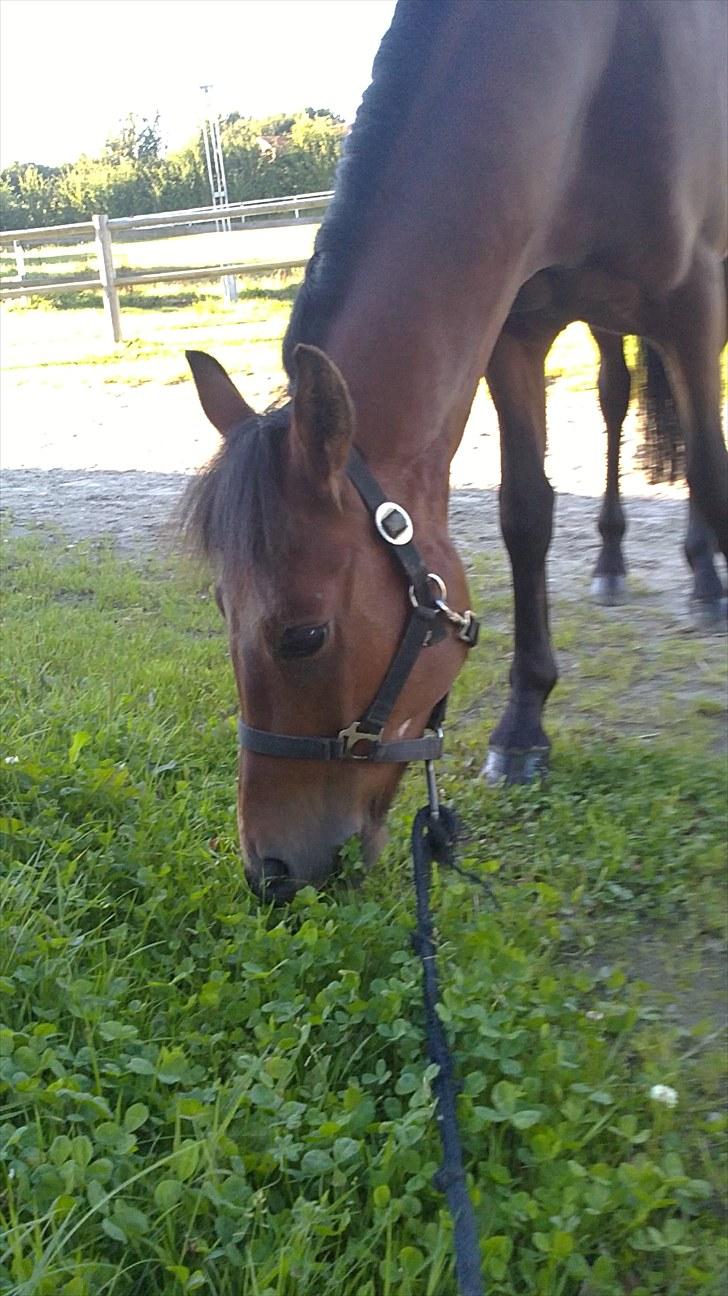 New Forest Lundgaards kahlua <3 - græs smaget godt =D (taget af mig) billede 17