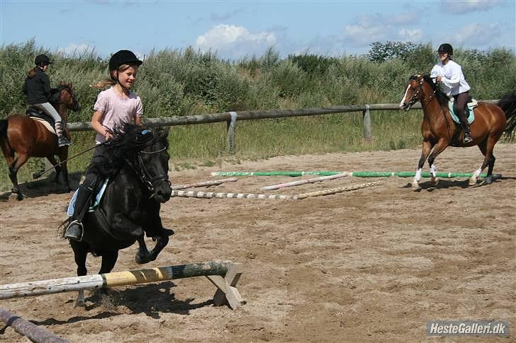 Shetlænder Hugo - <3 billede 1