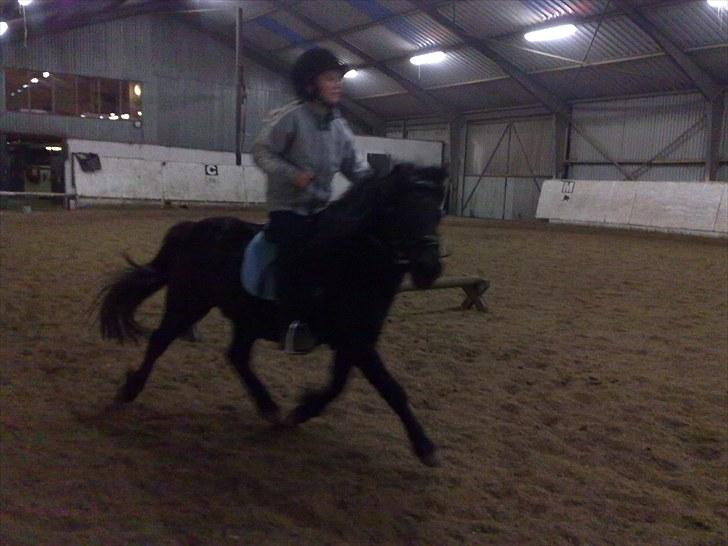 Shetlænder Hugo - Den pony kan flytte fuserne :-) billede 2